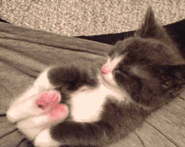 via http://giphy.com/gifs/stretch-cat-kitten-EMxvBrMaMoGbK