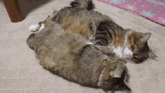 via http://giphy.com/gifs/cats-synchronized-BOaEM3TkP1uUg