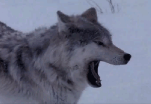 http://giphy.com/gifs/reaction-snow-wolf-13PkR0XI8u0bqE